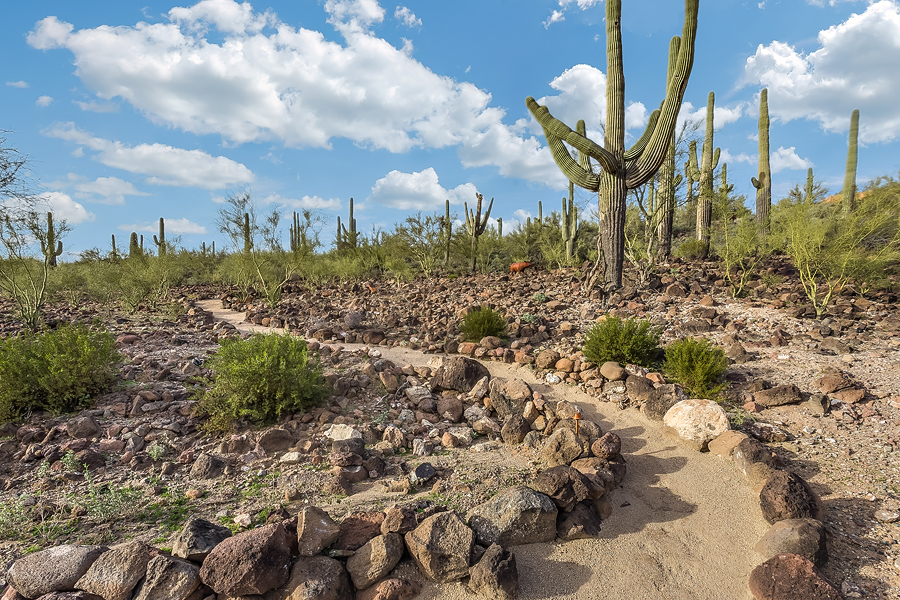A biking trail leading through saguaro cacti