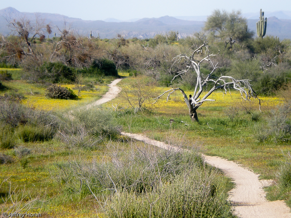 A biking trail leading through the Sonoran Desert